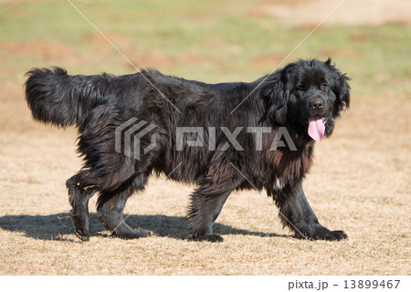 ニューファンドランド ニューファンドランド 13899467