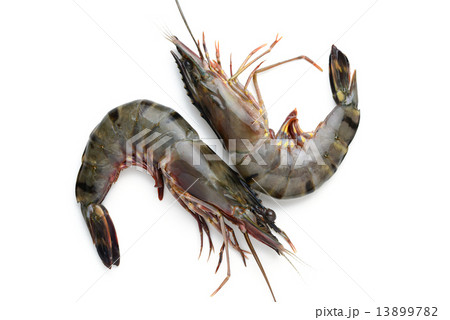 fresh shrimp fresh shrimp 13899782