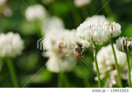 シロツメクサから蜜をあつめるミツバチ 13901063