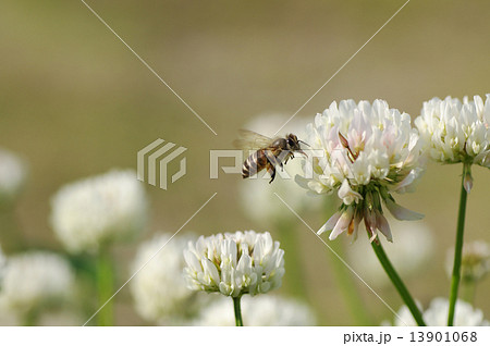 ホバリングしながらシロツメクサから蜜をあつめるミツバチ 13901068