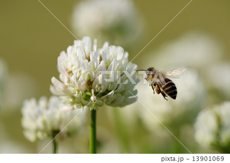 ホバリングするミツバチ 13901069