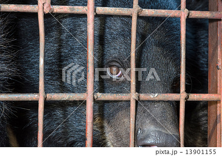 Asiatic black bear are in cage Asiatic black bear are in cage 13901155