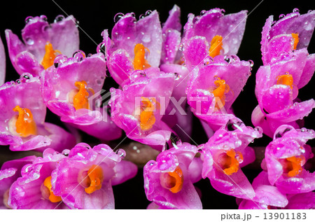 Pink Toothbrush Orchid flower 13901183