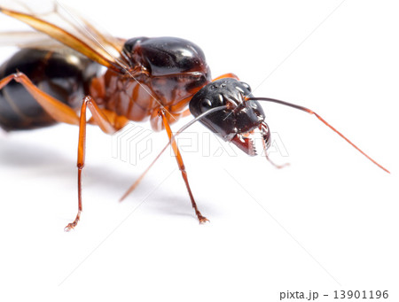 Black Carpenter Ant (Camponotus pennsylvanicus) 13901196