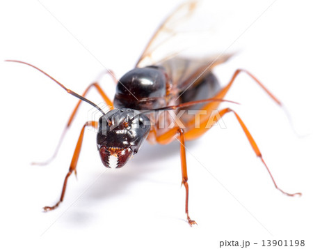 Black Carpenter Ant (Camponotus pennsylvanicus) Black Carpenter Ant (Camponotus pennsylvanicus) 13901198