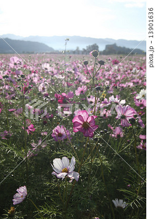朝のコスモス 朝のコスモス 13901636