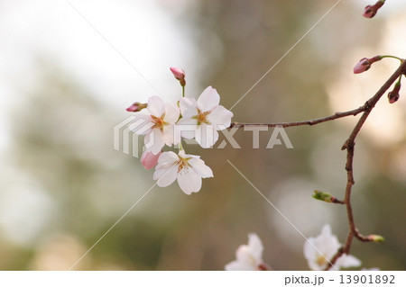 桜 13901892