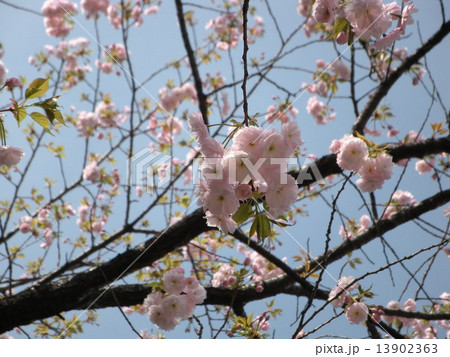 八重桜 八重桜 13902363