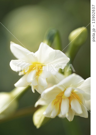 八重咲き水仙 13902637