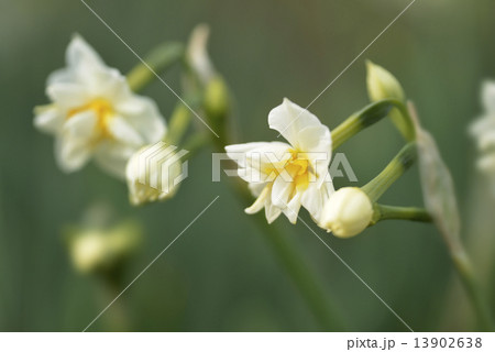 八重咲き水仙 13902638