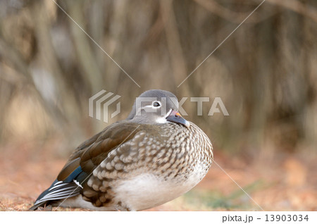 オシドリ オシドリ 13903034