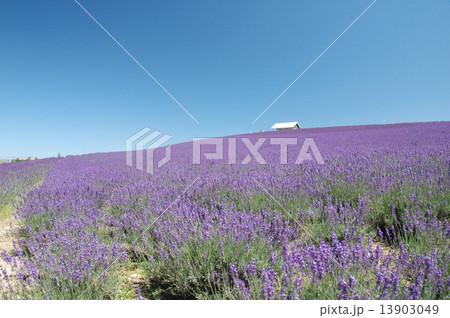 ラベンダー ラベンダー 13903049