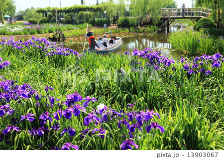 佐原あやめ祭り 13903067