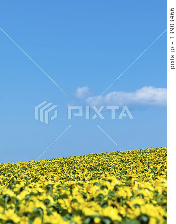 ヒマワリ 13903466