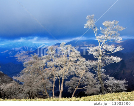 朝日の輝く樹氷 朝日の輝く樹氷 13903500