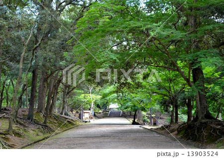 東大寺　境内の風景 13903524