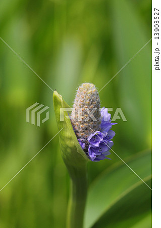 ポンテデリアの花 ポンテデリアの花 13903527