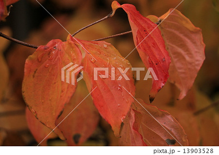 紅葉と雫 13903528