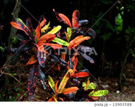 道草を彩る 13903588