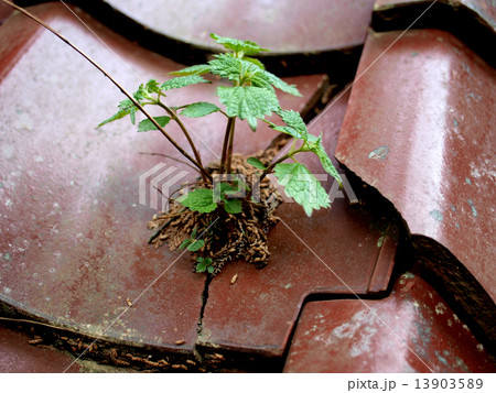孤高の極み 孤高の極み 13903589