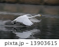 飛び立ち 13903615