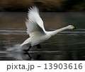 飛び立ち 13903616
