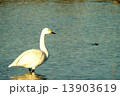 孤独な白鳥 13903619
