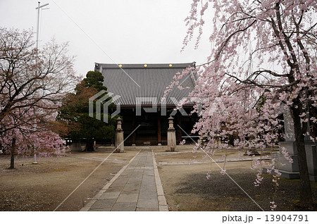 妙顕寺 参道と本堂 妙顕寺 参道と本堂 13904791