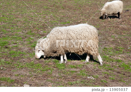 sheeps sheeps 13905037