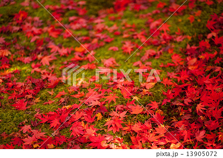 紅葉の落ち葉 13905072