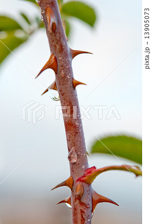 thorns of rose 13905073