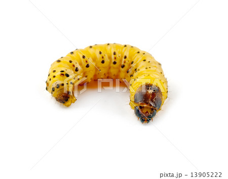 woodworm isolated 13905222