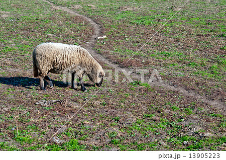woolly sheep 13905223