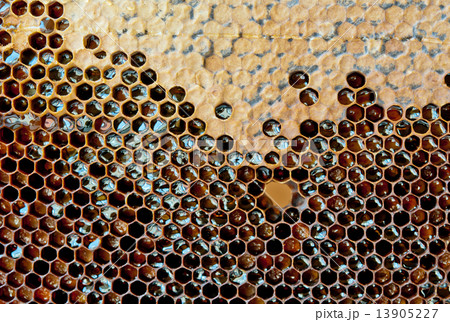 yellow honeycomb 13905227