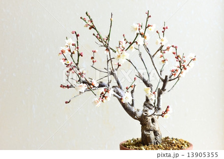 盆栽 梅 盆栽 梅 13905355