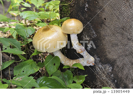 マツオウジ マツオウジ 13905449