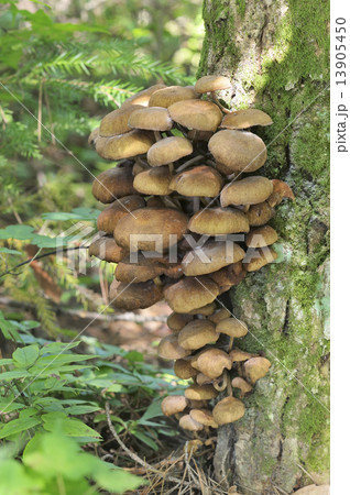 ナラタケモドキ 13905450