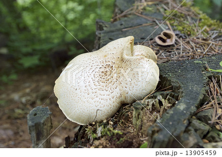 マツオウジ 13905459