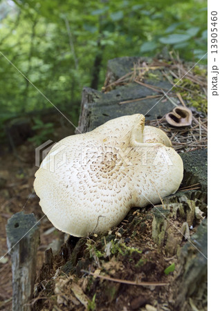 マツオウジ マツオウジ 13905460