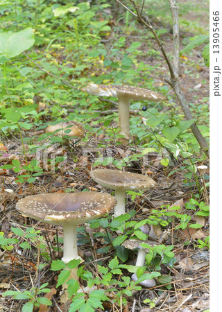 テングタケ 13905466