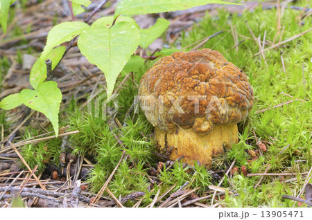 アカヤマドリ アカヤマドリ 13905471