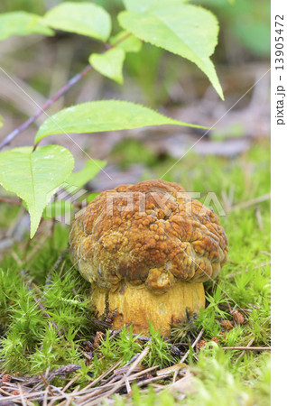 アカヤマドリ アカヤマドリ 13905472