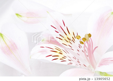 水に浮かぶ花 13905652