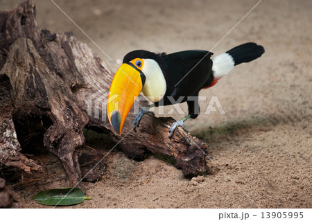 Toco Toucan Sitting on Tree Trunk 13905995