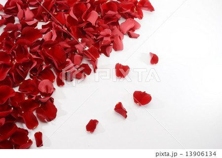 バラの花びら 13906134