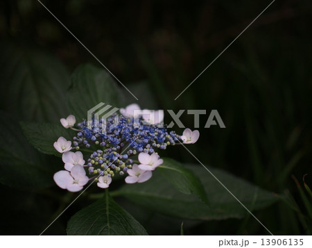 靭公園のアジサイ 13906135