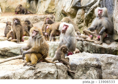 monkeys in the wild filmed close up monkeys in the wild filmed close up 13906533