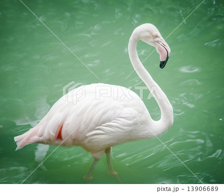 Flamingo 13906689