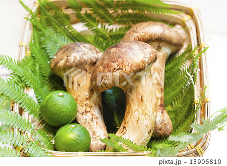 Matsutake mushroom of Japan Matsutake mushroom of Japan 13906810