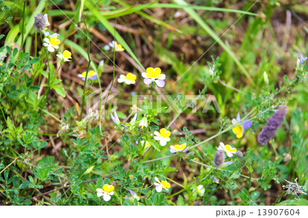 Wild flowers on a spring green meadow 13907604
